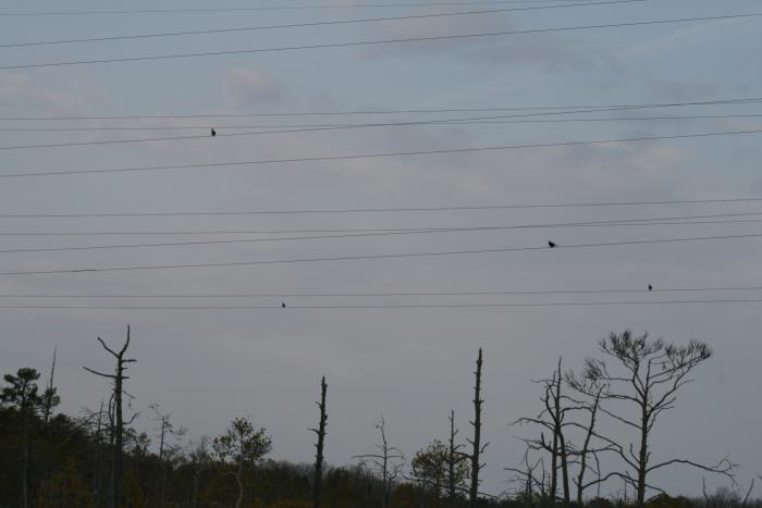 весна 2012, тетерева готовятся к току