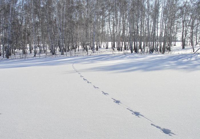 Заяц-беляк пробежал...