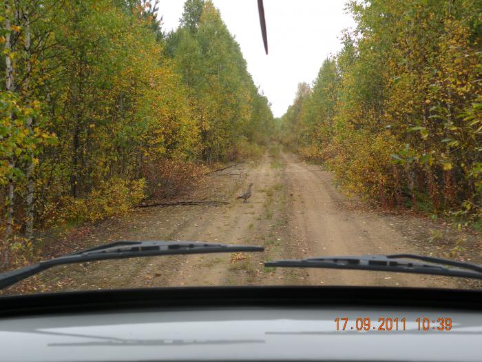 В Карелии самок глухаря не бьют. они там почти ручные 
