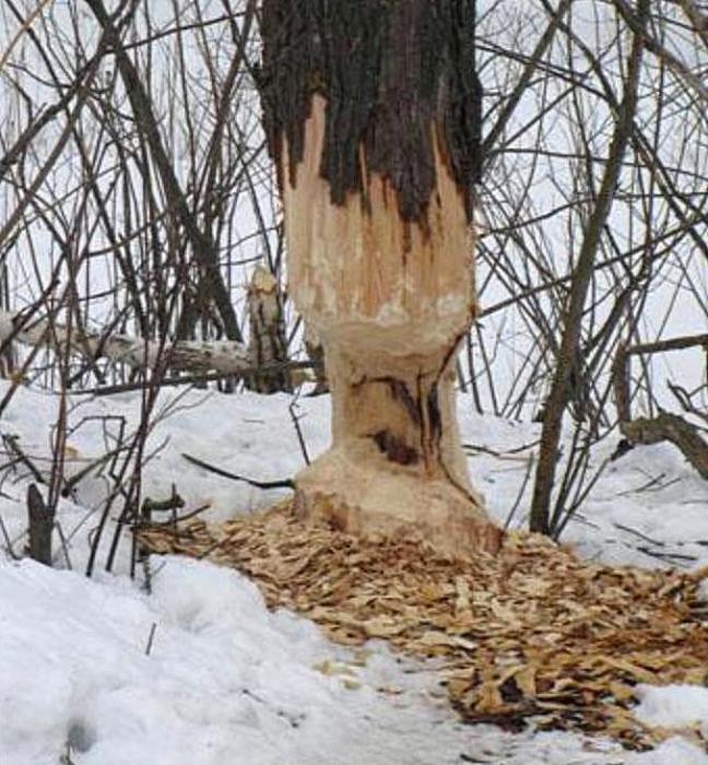 Зубы чешутся..