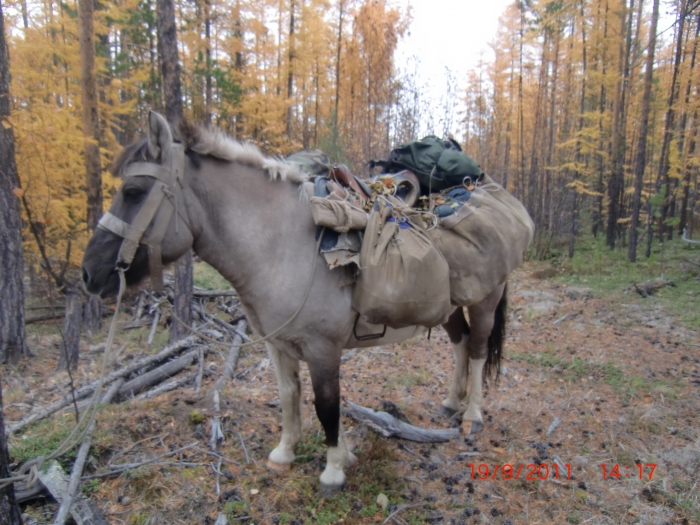 Якутская лошадка - верный спутник и помощник охотника