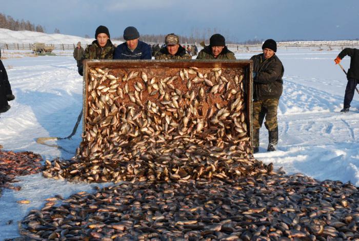 Промысел на озерах. Саранпауль рыбалка зимняя. Карась Кобяйский Якутия. Якуты рыболовство. Рыболовный промысел.