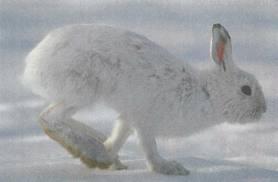 О зайцах Центральной Якутии