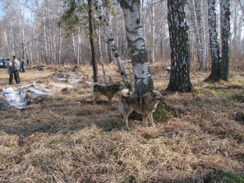 выстовка в алтайском крае бобровка