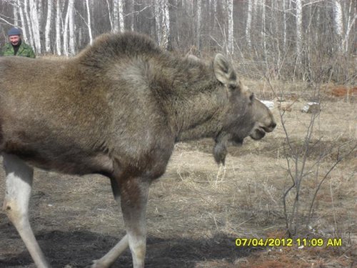 СОК Берендей 7.04.2012