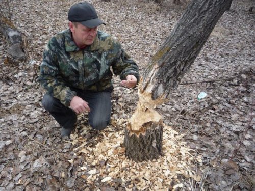 Бобров на свежак потянуло.