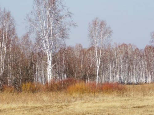 Первые краски весны.