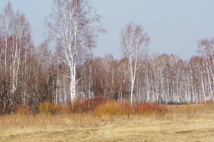 Первые краски весны.