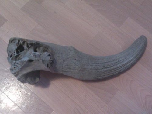 Доисторический бизон