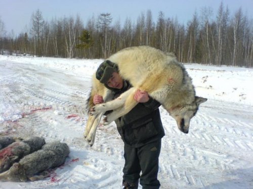 Волк полярный. Вес - за 80 кг.