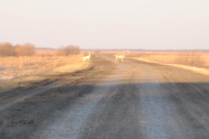 Козлики.