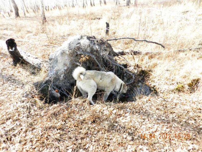затопленная нора под выскорью
