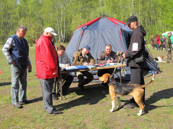 Работа эксперной комиссии в ринге гончих.