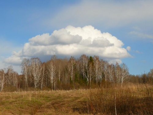 облако над лесом