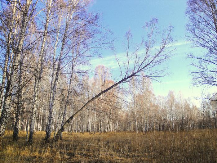 На входе в лес, есть береза, которая приглашает гостей.