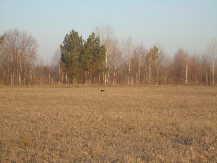 на току