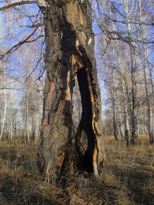Совсем старая