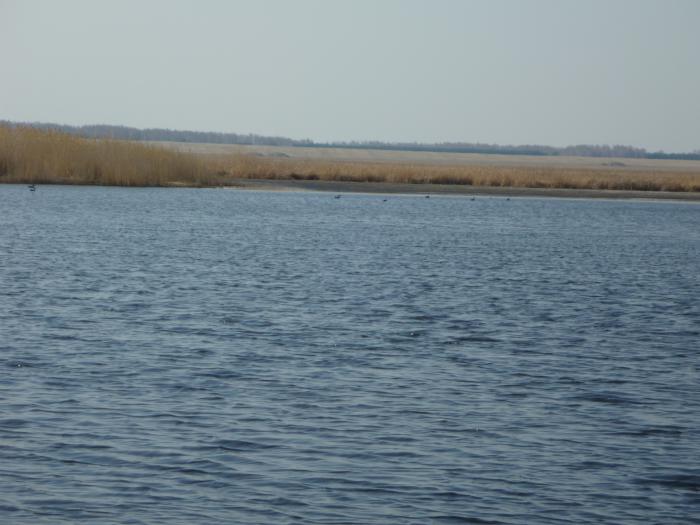 Залив.Весна2012.