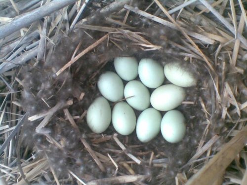 Гнездо укомплектовано 29.04.2012г
