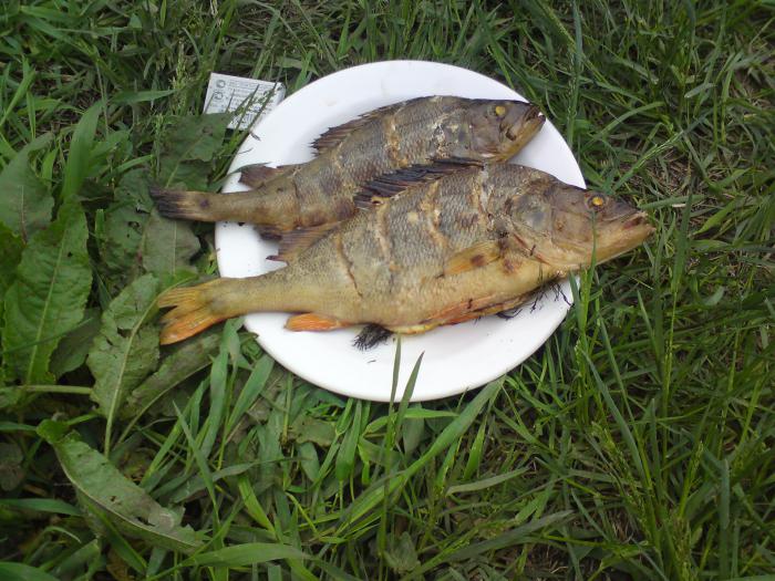 окушки