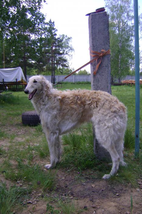 На выставке г.Омск.май 2012г.РПБ."Полет"...(Кублай-Хан--Маслина) Наилучший кобель.