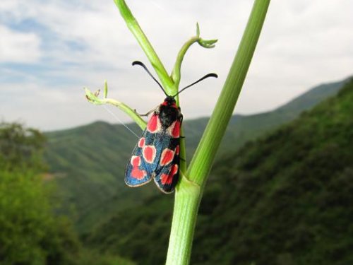 Какой пёстрый мух)))