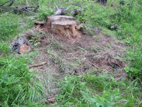 Кабаны на овес приходили