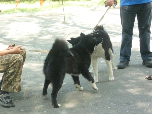 РЕЛ