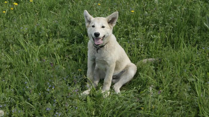 Жара
