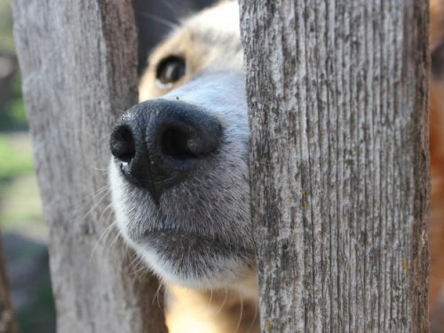Хочу на охоту!