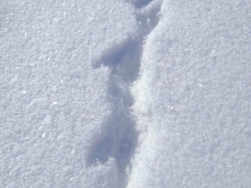  Кто из куньих...? И его действия.02.12г.