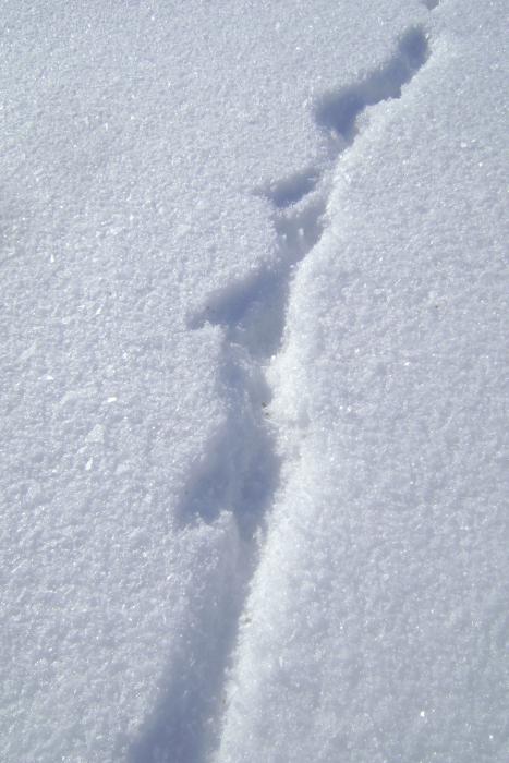  Кто из куньих...? И его действия.02.12г.
