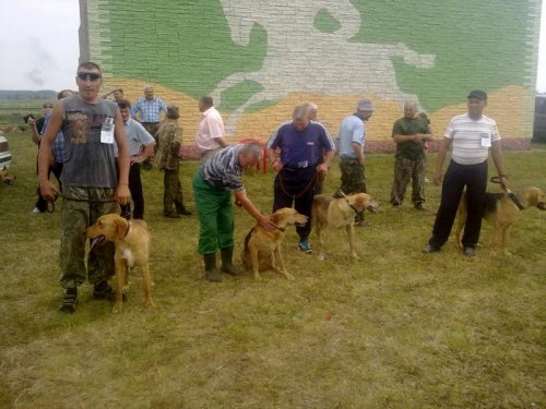 На выставке охотничьих собак г.Черепаново