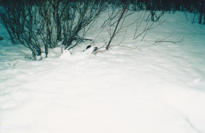Затаилась.
