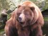 Напуганные медведи Сибири уходят из тайги к людям
