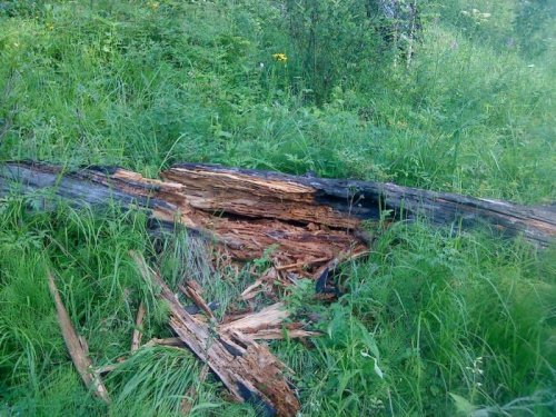 Кто разворотил бревно?