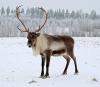 В Якутии утверждаются новые виды и параметры охоты