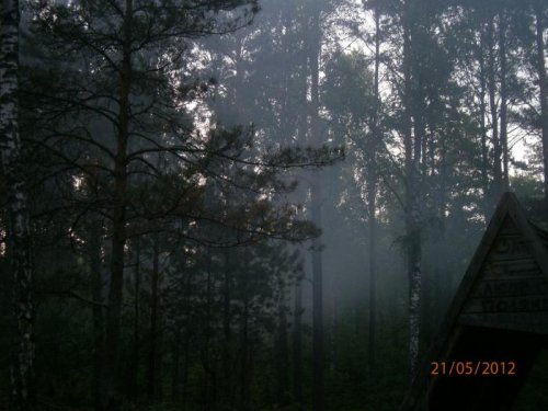 вечерний лес в тумане...
