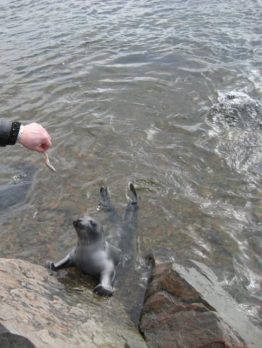 Кто это... морж?)