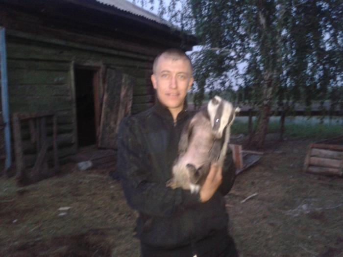 я приручил барсука