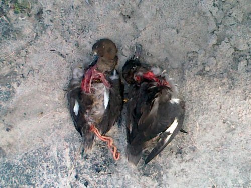 Наидены на берегу Круглой ляги у села Белое, Карасукского района, вот такой нынче охотник пошел!