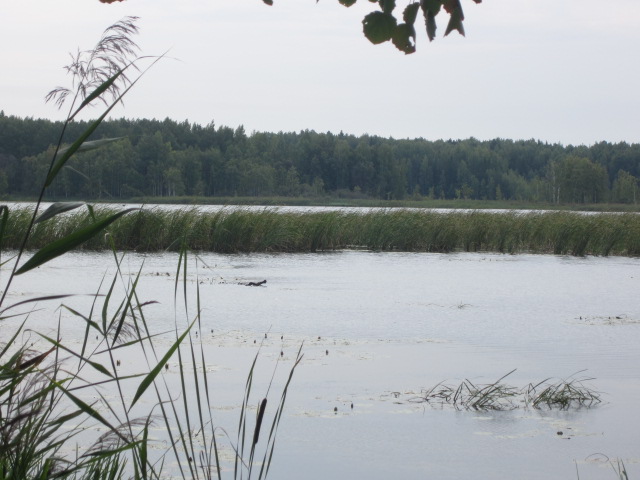 кама