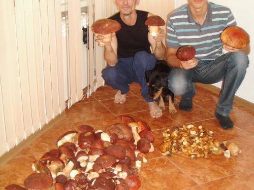 Есть на Томской земле грибы.