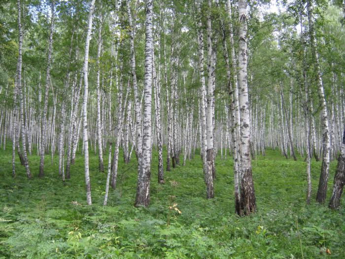 Роща
