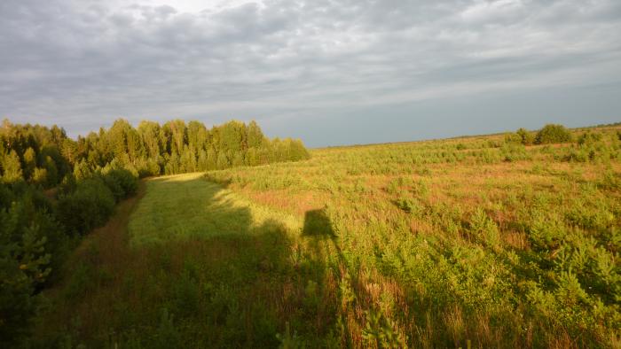 На овсах.