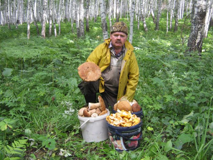 Белые грибы и лисички