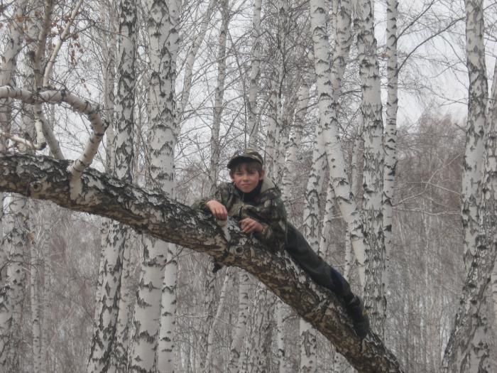я залез на берёзу