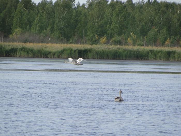 Красавцы