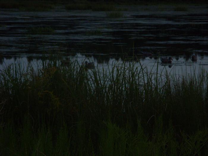 Плавают.