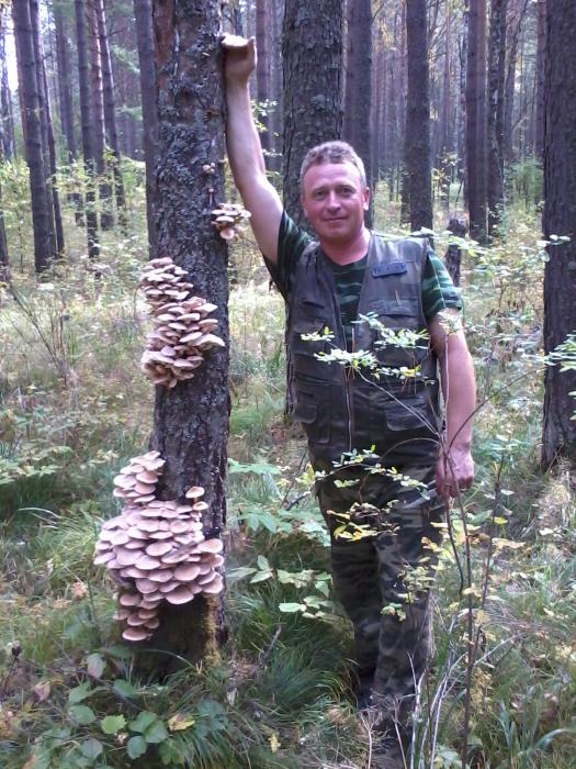 Опятки.....